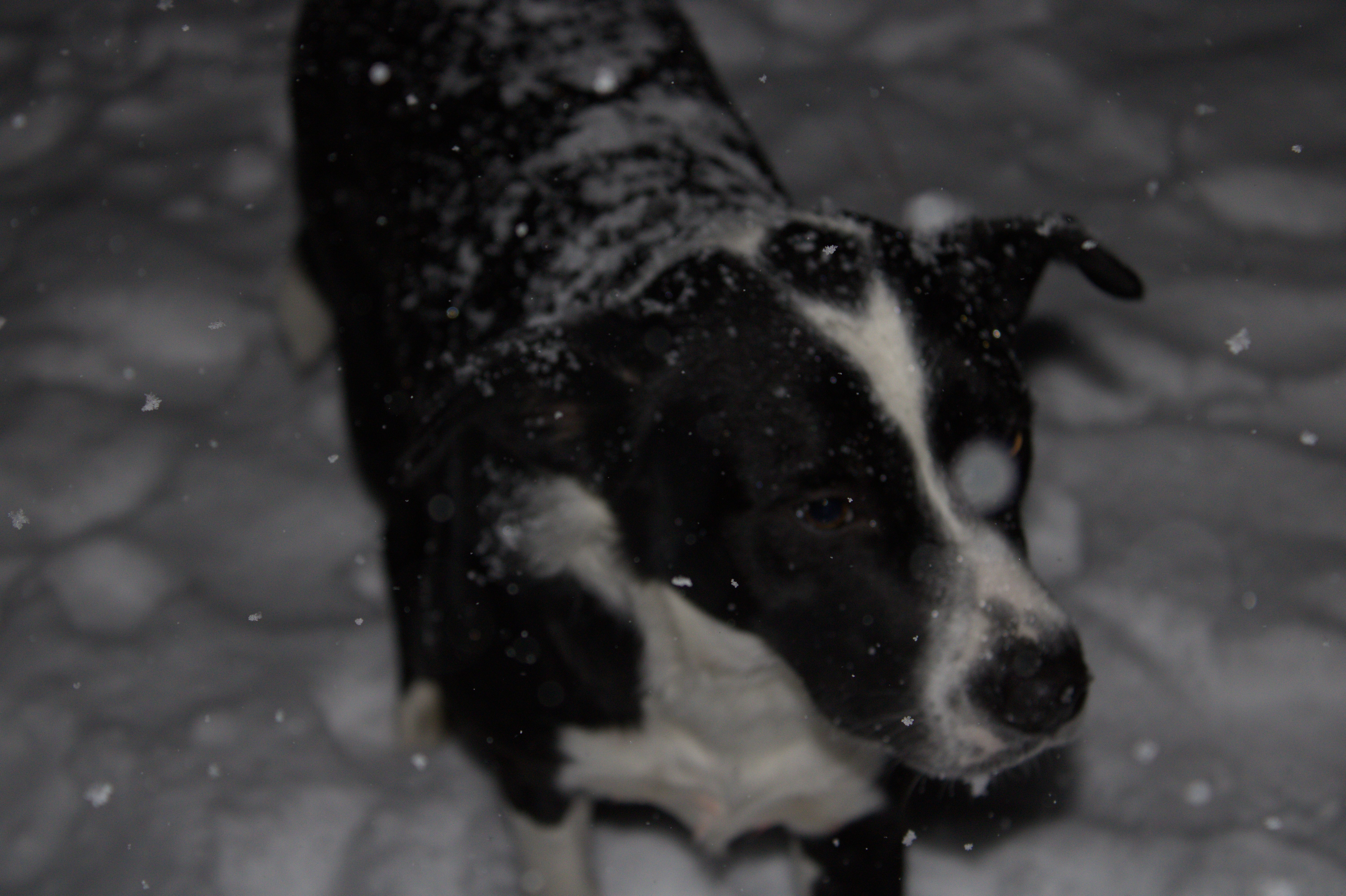 Ryott G., Lead Developer